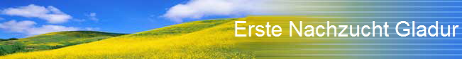 Erste Nachzucht Gladur