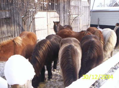 Im Paddock