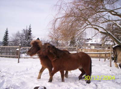 Narfi und Gladur