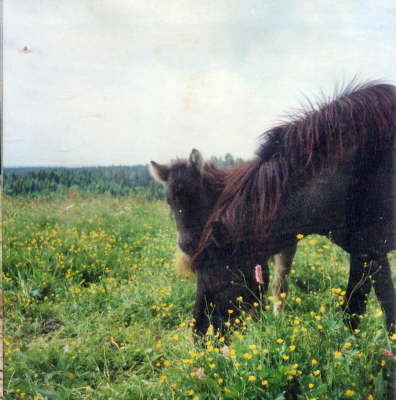 Fohlen Ntra