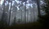 Gespensterwald