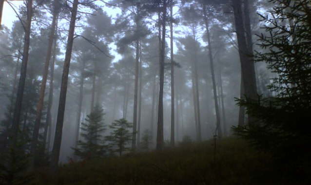 Gespensterwald