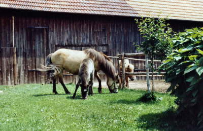Molda und Stjarna 1.Fohlen
