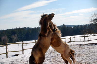 Steigerles im Osterschnee 2008