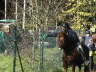 Ringstechen